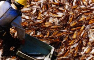 La pesca marítima arrancó el año con buen crecimiento