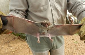 Corrientes: detectan rabia paresiante en un establecimiento ganadero