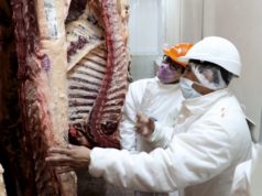 Baja el número de animales para faena