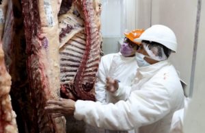 Baja el número de animales para faena