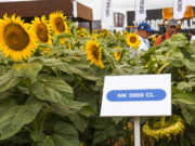 NK con nuevos híbridos 🔊