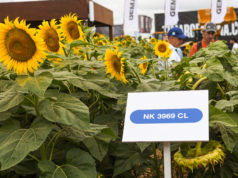 NK con nuevos híbridos 🔊