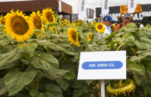 NK con nuevos híbridos 🔊