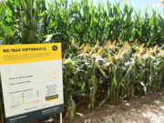 Nuevos desarrollos de Nidera 🔊