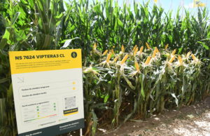 Nuevos desarrollos de Nidera 🔊