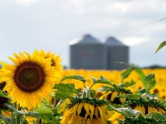El girasol sigue muy bien