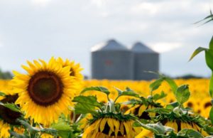 El girasol sigue muy bien