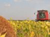 Acelera la cosecha del girasol
