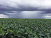 El Niño redefine la estrategia de siembra en la campaña gruesa