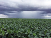 La soja recibió buenas lluvias