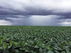 La soja recibió buenas lluvias