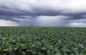 La soja recibió buenas lluvias