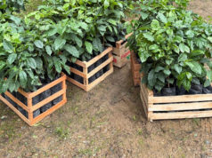 De Tucumán a Jujuy: el café empieza a consolidar su expansión