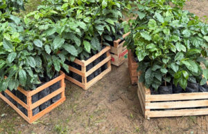 De Tucumán a Jujuy: el café empieza a consolidar su expansión