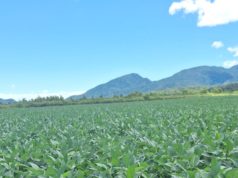 Por las lluvias, mejora la soja