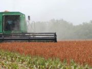 Se cosecha el sorgo granífero