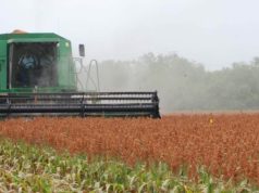 Se cosecha el sorgo granífero