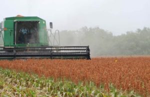 Toma impulso la cosecha del sorgo