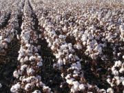 Una práctica clave que mejora calidad de fibra y eficiencia de cosecha