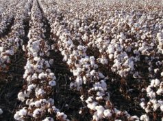Una práctica clave que mejora calidad de fibra y eficiencia de cosecha