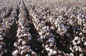 Una práctica clave que mejora calidad de fibra y eficiencia de cosecha