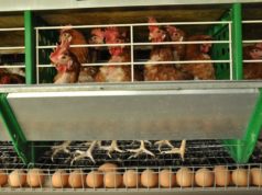 Advierten que el 95 % de la producción avícola está en riesgo