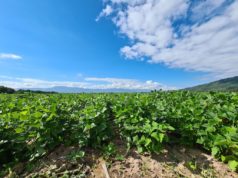 Un biológico para mitigar el estrés y sostener rindes