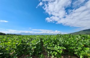 Un biológico para mitigar el estrés y sostener rindes