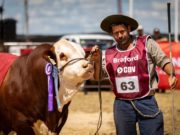 Braford despliega toda su potencia en Expoagro 2026