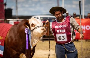 Braford despliega toda su potencia en Expoagro 2026
