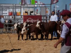 La eficiencia, calidad carnicera y expansión del Braford se vió en Expoagro