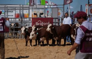 La eficiencia, calidad carnicera y expansión del Braford se vió en Expoagro