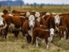“Vaca viva”, la ganadería argentina ante una situación inédita