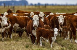 “Vaca viva”, la ganadería argentina ante una situación inédita
