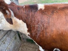 Una problemática de impacto en la ganadería del norte argentino