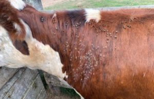 Una problemática de impacto en la ganadería del norte argentino
