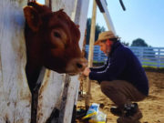 Limangus consolida su expansión con respaldo técnico del INTA