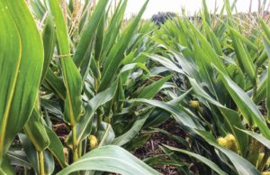 Las lluvias rescatan al maíz tardío