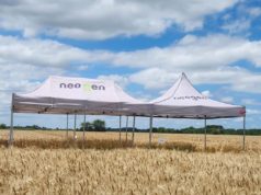 Estrategia triguera en año “Niño”