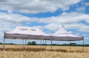 Estrategia triguera en año “Niño”