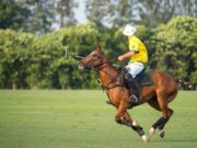 Nueva marca de nutrición para caballos deportivos