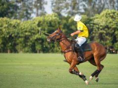 Nueva marca de nutrición para caballos deportivos