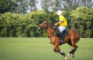Nueva marca de nutrición para caballos deportivos