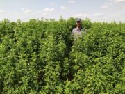 Una articulación público-privada impulsa la innovación forrajera