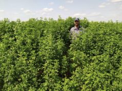 Una articulación público-privada impulsa la innovación forrajera