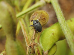 Crece la preocupación por el avance del picudo negro de la soja