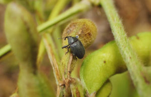 Crece la preocupación por el avance del picudo negro de la soja