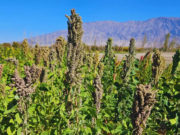 La quinua argentina llega al espacio