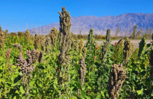 La quinua argentina llega al espacio