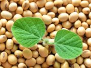 ASA respalda la reforma del régimen de propiedad intelectual vegetal